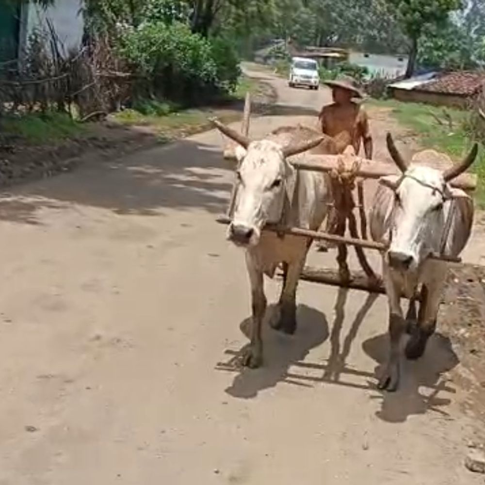 उमरिया में बारिश रुकी तो खेतों में पहुंचे किसान:धान की रोपाई हुई शुरू, ज्वार-मक्का और सोयाबीन की सूखी बुआई भी करेंगे