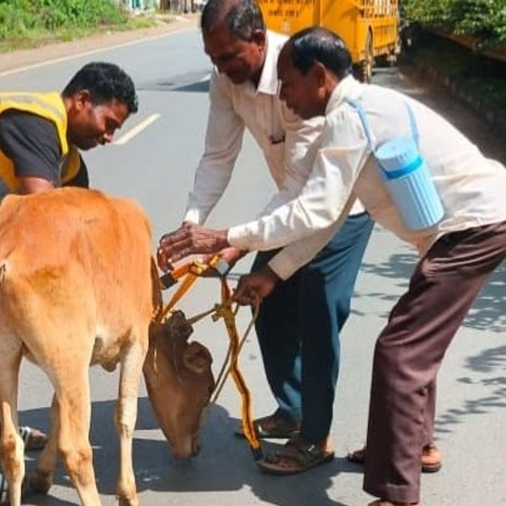 सड़क सुरक्षा के लिए कोंडागांव में अनूठी पहल:रात में दिखें पशु, इसलिए 800 को लगाई रेडियम बेल्ट; टीकाकरण भी किया